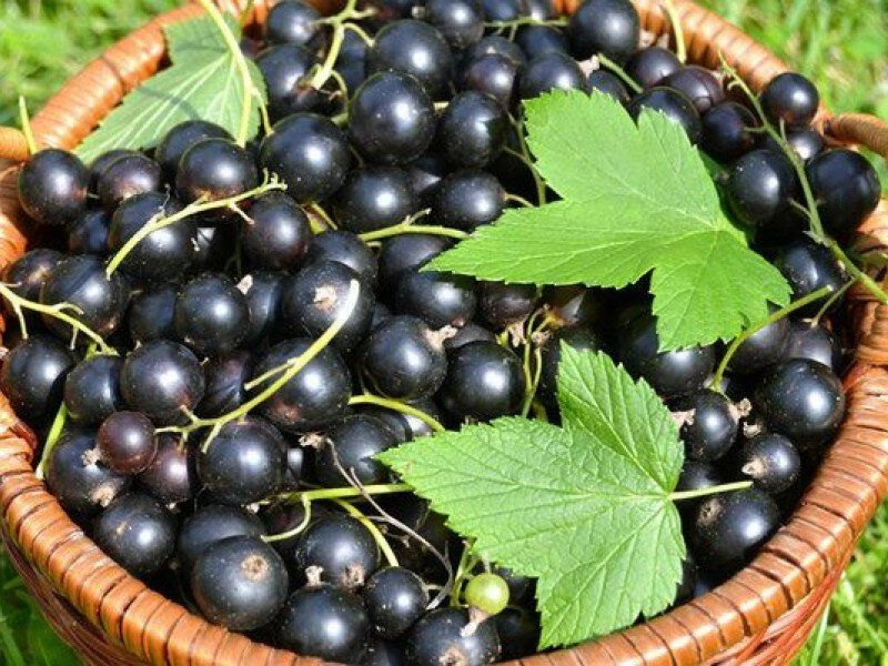 Смородина купить саженцы из питомника в Черемхово
