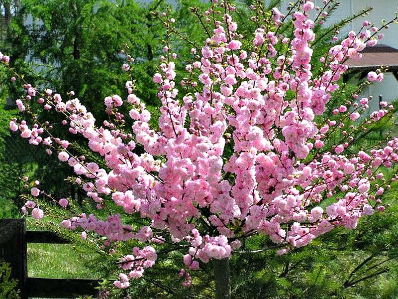 Миндаль купить саженцы из питомника в Черемхово