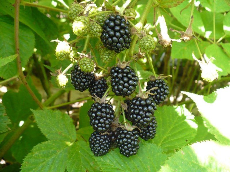 Ежевика купить саженцы из питомника в Черемхово
