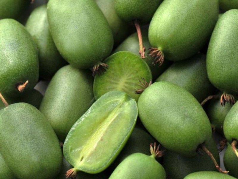 Актинидия купить саженцы из питомнике в Черемхово