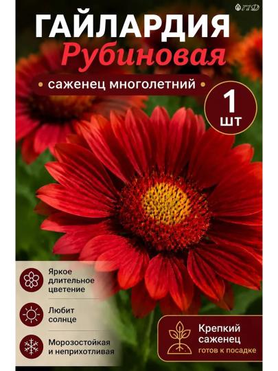 Гайлардия Рубиновая многолетняя саженец 1 шт